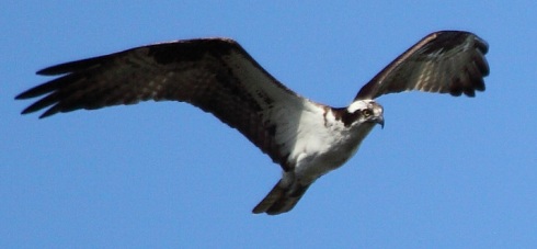 This is the male osprey that flew by