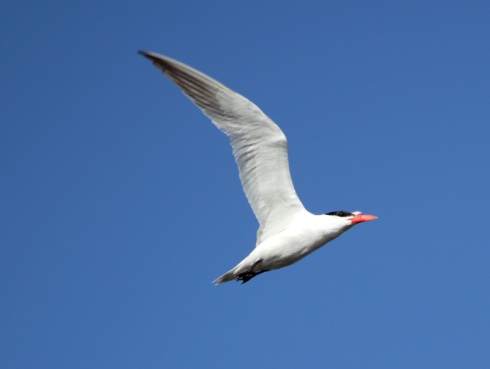 A common tern flew overhead.