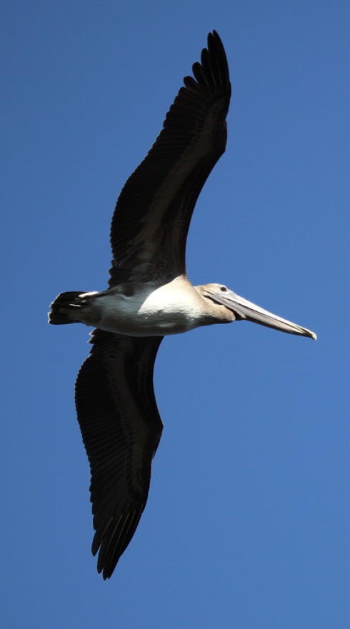 A close shot of one of the pelicans.