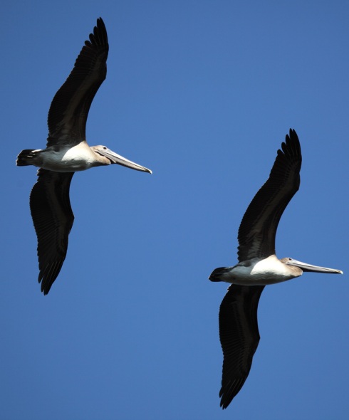 Photo of pelicans flying overhead.